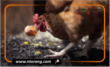 دلایل خوردن تخم ها در پرندگان زینتی
